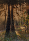 Image of two trees with light shining through